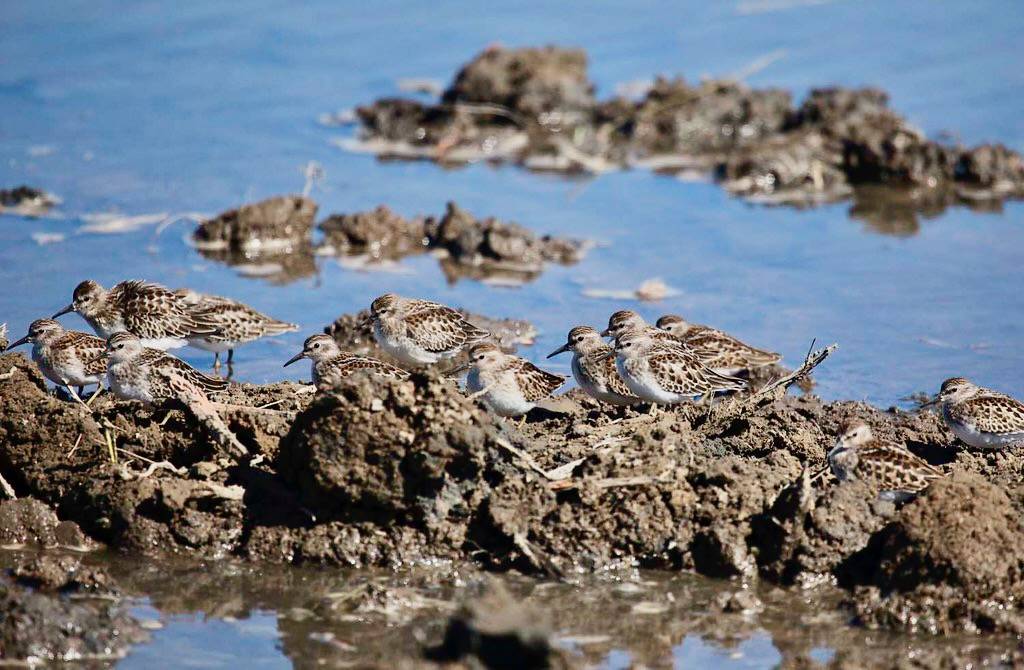 Least Sandpipers by Roy W. Lowe/USFWS Pacific is licensed under CC BY-NC 2.0.